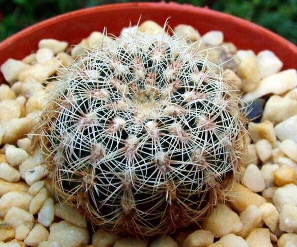 Gymnocalycium _bruchii 'niveum' R727 _01